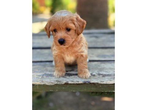 Safkan maltipoo bebekler