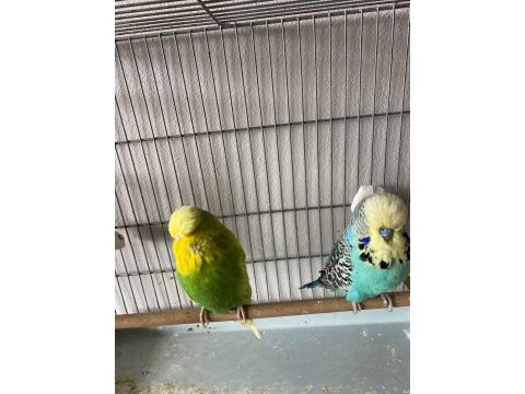Hazır takım ve tek erkek şov jumbo muhabbet kuşu