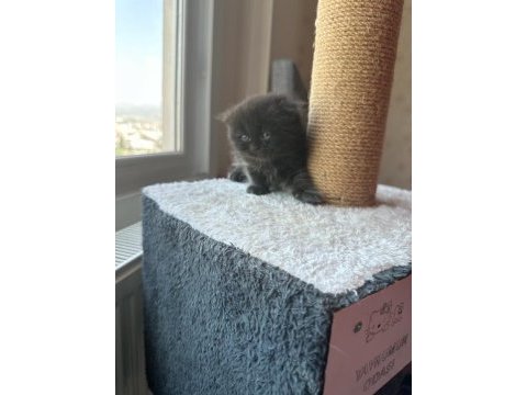 Scottish fold long hair yavrularım