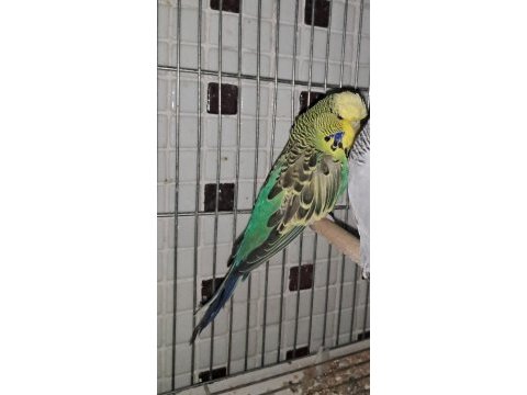 Damızlık rengarenk muhabbet kuşu dişiler