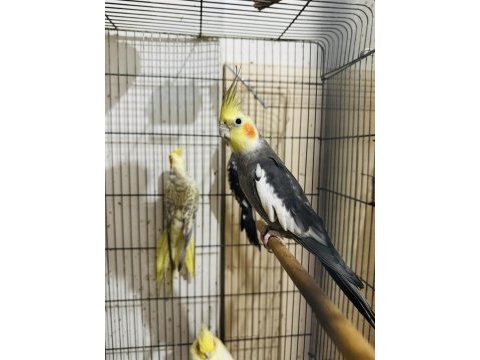 Renk renk sultan papağanı
