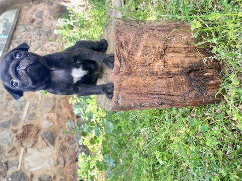 Pug mops yavrularımız