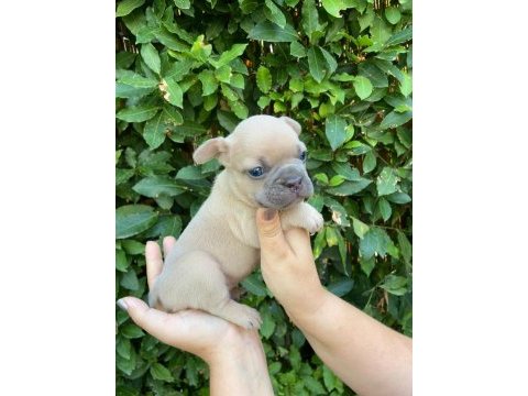 Dizzyrascal, blue fawn quad taşıyıcı yavrularımız