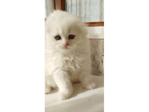 British longhair 1.5 aylık