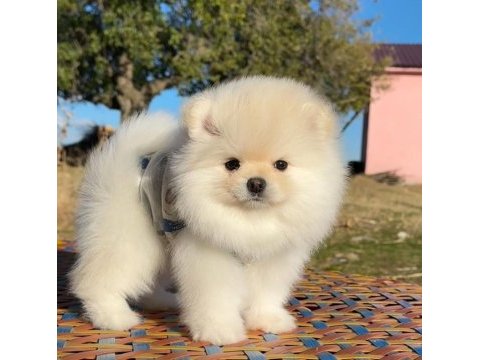 Pomeranian boo safkan 3 aylık