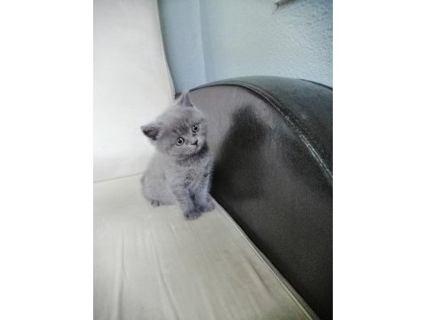 British shorthair scottish fold