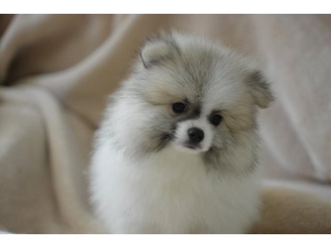 Party colour pomeranian boo