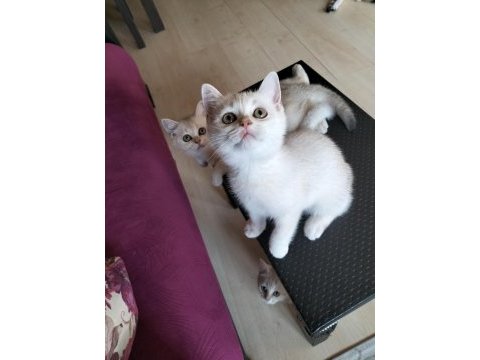 Safkan british shorthair mükemmel bir gen taşıyor