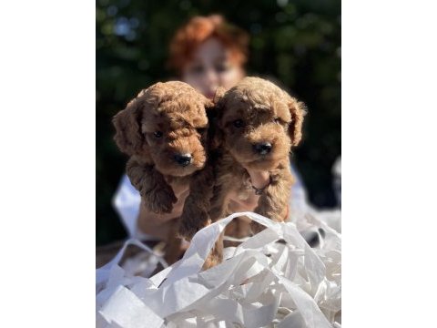 Teacup güzeller güzeli toy poodle bebekler
