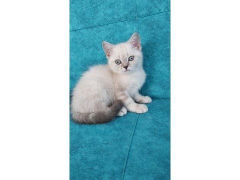 Güzel british shorthair bebeklerim