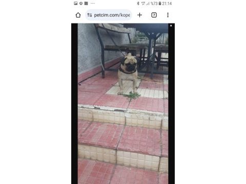 Pug mops paşa