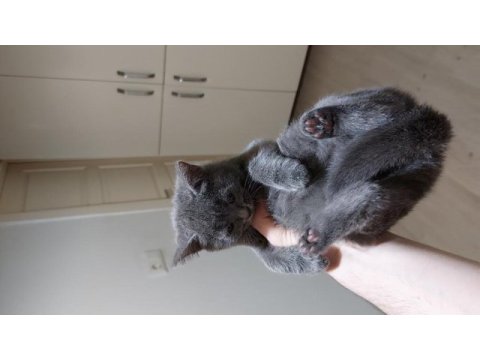 3.5 aylık british shorthair