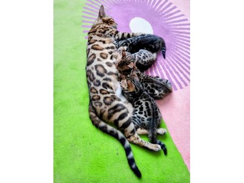 Saf kan bengal