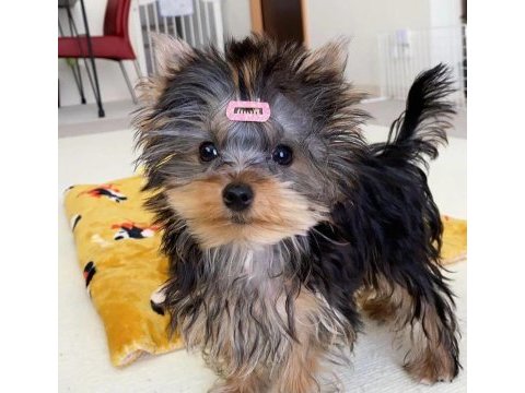 Evinizin neşesi yorkshire terrier
