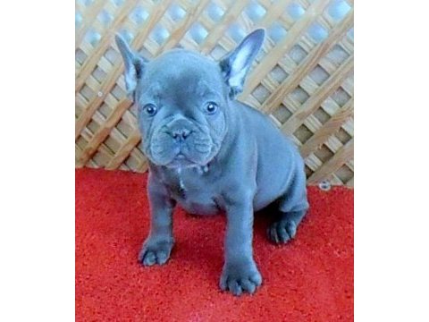 Solid blue quad erkek micro french bulldog yavrumuz