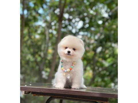 Yeni evlerine gitmeye hazır pomeranian yavruları