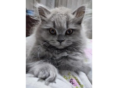 Kedi kızımın ilk yavruları dişi british longhair