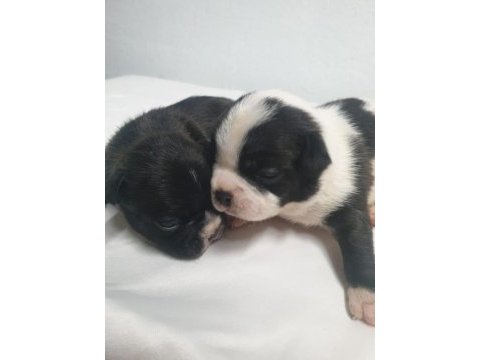 French bulldog bebekler