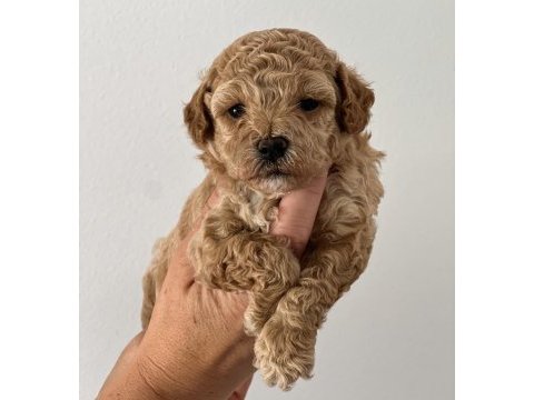  maltipoo  yavrularımız 