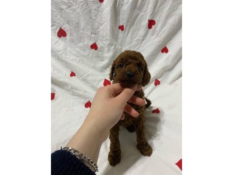 Toy poodle bebekler teslime hazır