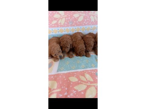 Kg garantili toy poodle yavrular