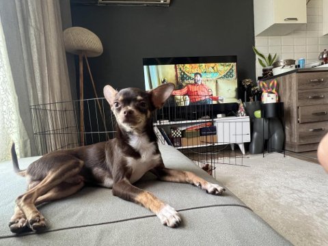 Oğlumu çiftleştirmek için dişi chihuahua arıyorum