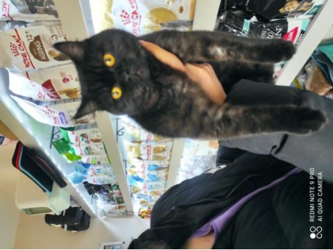 Black british shorthair