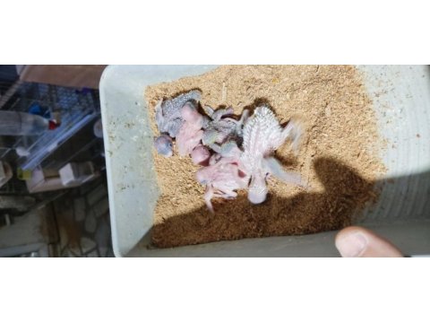 Üretimhaneden muhabbet kuşu yavruları