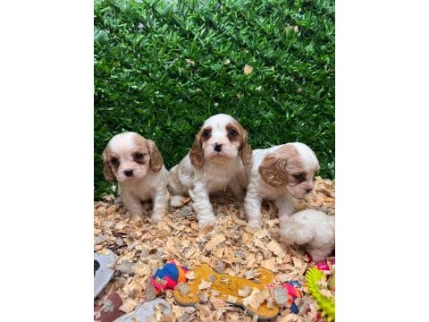 Burkemden a kan cavalier king charles yavruları