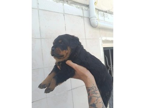 Üst düzel koca kafa rottweiler yavruları