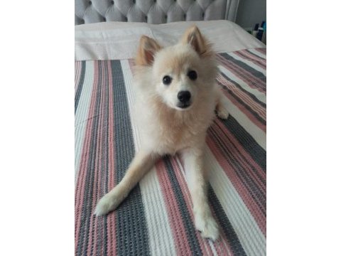 6 aylık pomeranian
