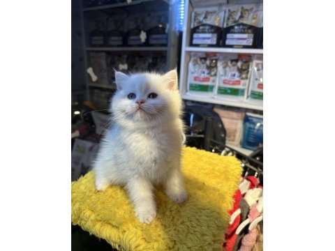 Top kafa kısa kulak safkan british shorthair