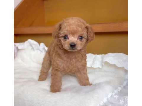 İzmir bornova toy poodle
