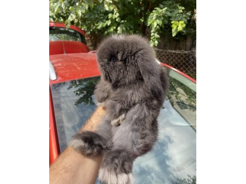 Veteriner hekimden hollanda\mini lop tavşanı yavrular