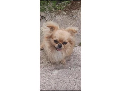 Safkan erkek chihuahua