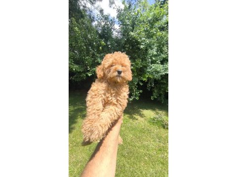 Maltipoo yavrular