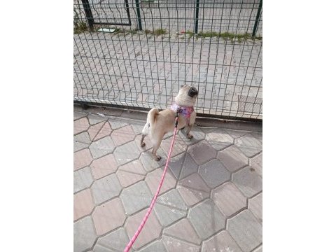 Sahibinden eğitimli dişi pug