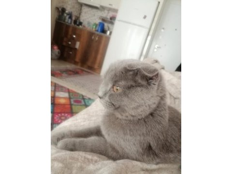 1 yaşında dişi scottish fold kedimiz