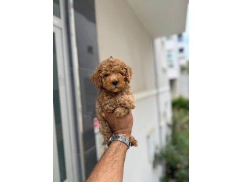 Maltipoo yavrularımız