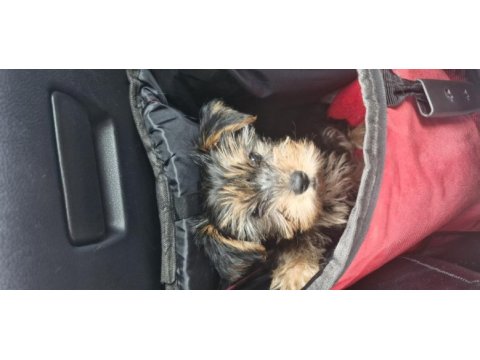 2.5 aylık erkek yorkshire terrier