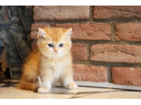 British shorthair acil yuvasını arıyor