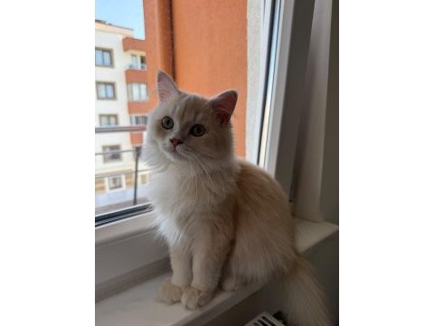 3.5 aylık kedimiz 2 karma aşısı yapılı karnesi mevcut