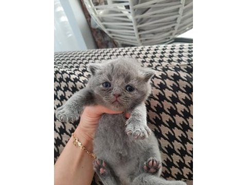 1.6.23 doğumlu british shorthair yavrularımız