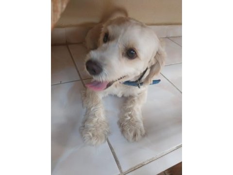 Cins köpek