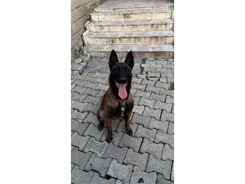 A şecereli malinois yavrular