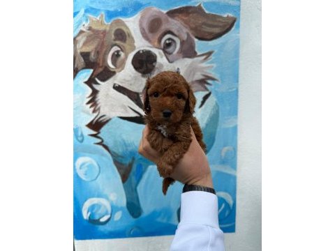 Antalya toy poodle en kücük poy 0 beden