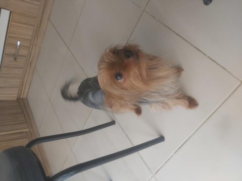 Uysal yorkshire terrier prenses venus