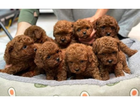 Safkan ve ırk garantili poodle yavrularımız