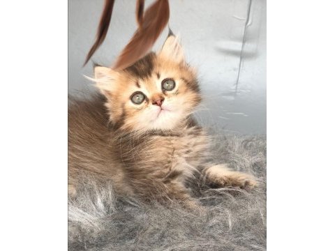 British longhair kedimize yuva arıyoruz