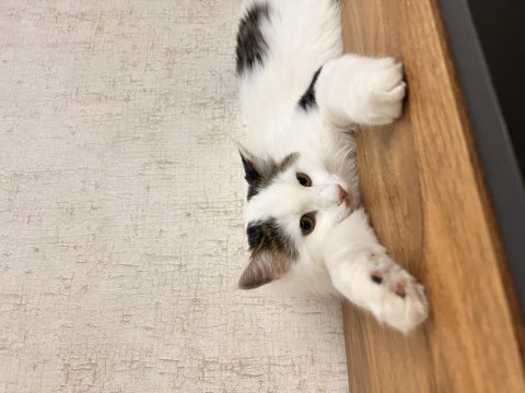 8 aylık tekir kedimiz yeni sahibini arıyor